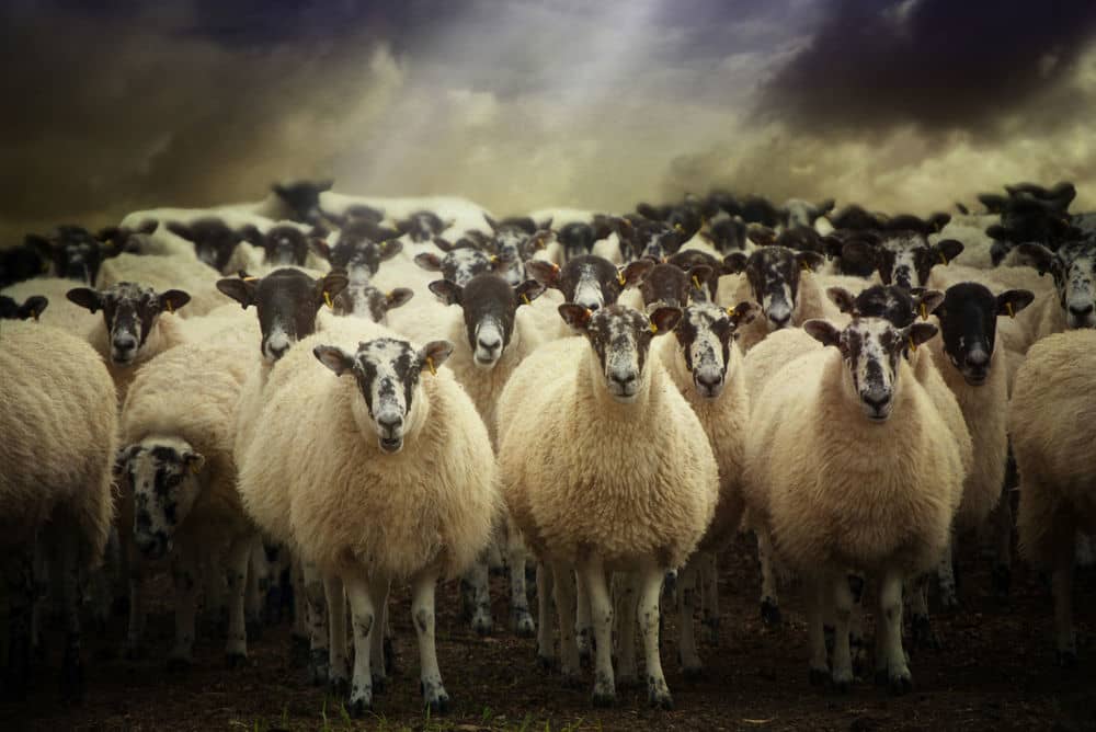 pecore animali puri secondo ebraismo