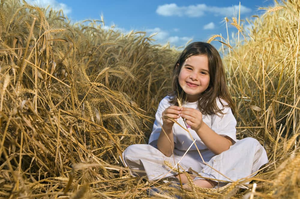 shavuot legame con la mietitura